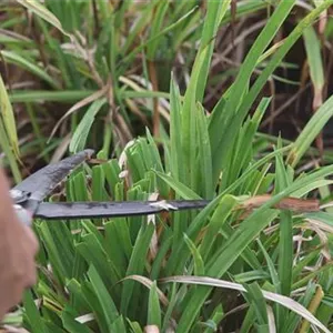 Daylilies - pruning in the fall