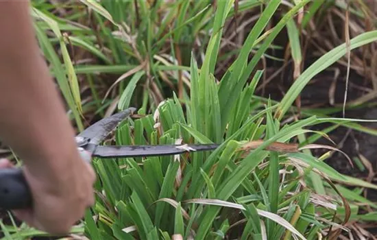 Taglilien - Zurückschneiden im Herbst Taglilien - Zurückschneiden im Herbst
