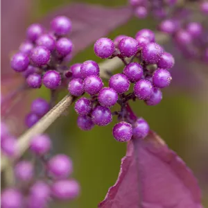 Callicarpa bodinieri giraldii Callicarpa bodinieri giraldii