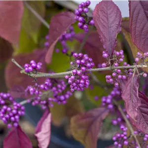 Callicarpa bodinieri 'Profusion' Callicarpa bodinieri 'Profusion'