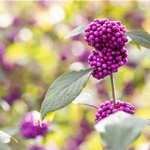 Callicarpa bodinieri 'Profusion'