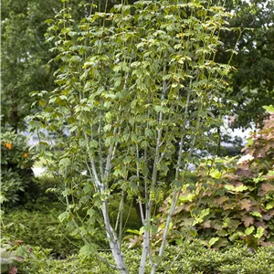 Acer pensylvanicum Acer pensylvanicum