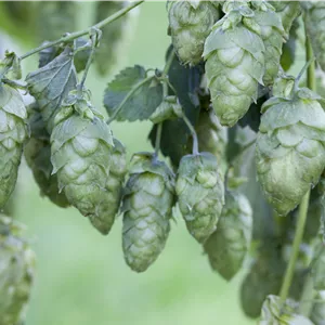 Humulus lupulus Humulus lupulus