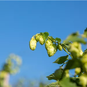 Humulus lupulus
