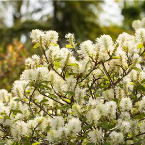 Fothergilla major