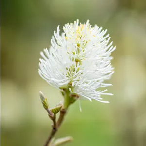 Fothergilla major Fothergilla major