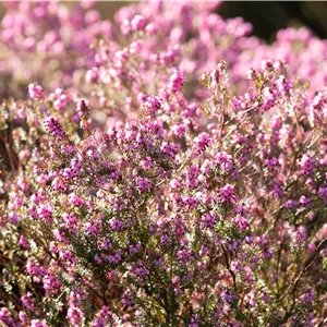 Erica carnea 'Winter Beauty'