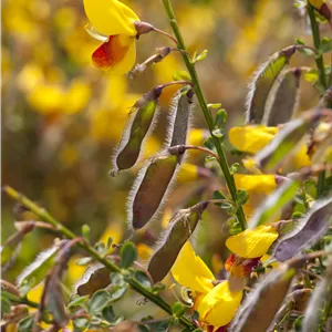 Cytisus scoparius 'Andreanus Splendens' Cytisus scoparius 'Andreanus Splendens'