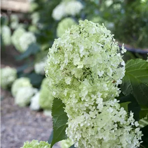Hydrangea arbor. 'Annabelle' Hydrangea arbor. 'Annabelle'