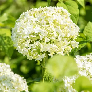 Hydrangea arbor. 'Annabelle'