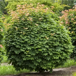 Acer platanoides 'Globosum' Acer platanoides 'Globosum'