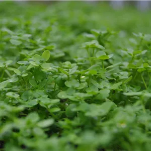 Callitriche palustris Callitriche palustris