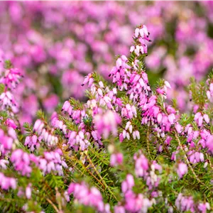 Erica carnea 'Winterfreude'