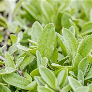 Anaphalis triplinervis