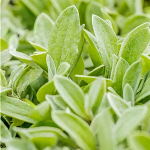 Anaphalis triplinervis Anaphalis triplinervis