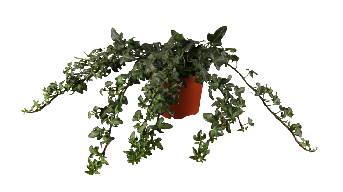 hedera needlepoint Hedera Needlepoint | Climbing Plant Perth main image 1