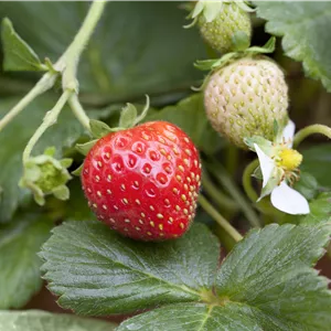 Fragaria 'Korona' -S- CAC