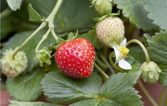 Fragaria 'Korona' -S- CAC Fragaria 'Korona' -S- CAC