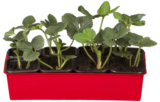 Fragaria vesca 'Korona' Fragaria vesca 'Korona'