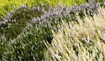 Calluna vulgaris