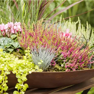 Calluna vulgaris Calluna vulgaris