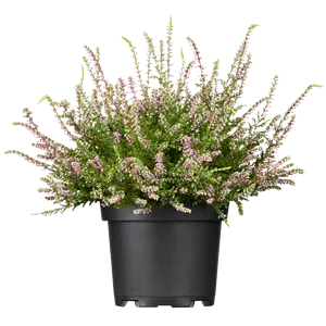 Calluna vulgaris 'Marlies'