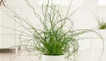 Juncus effusus 'Spiralis'