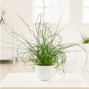 Juncus effusus 'Spiralis' Juncus effusus 'Spiralis'
