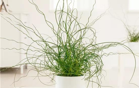Juncus effusus 'Spiralis'