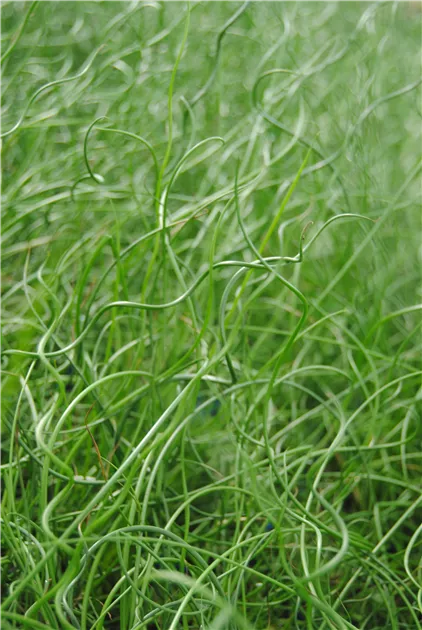Juncus effusus 'Spiralis'
