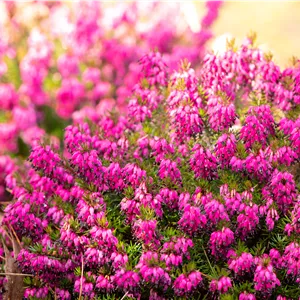 Erica carnea 'Wintersonne'