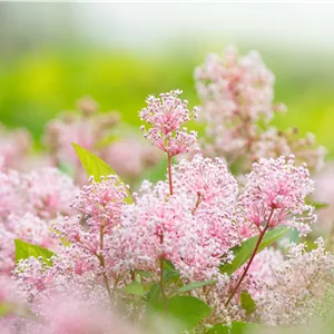 Ceanothus pallidus 'Marie Simon'