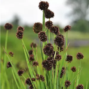 Juncus ensifolius Juncus ensifolius