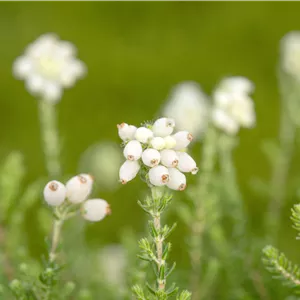Erica tetralix 'Alba'