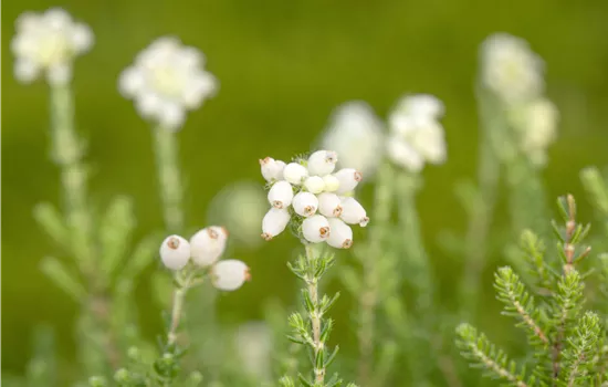 Erica tetralix 'Alba'