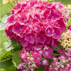 Hydrangea m. 'Alpenglühen' Hydrangea m. 'Alpenglühen'