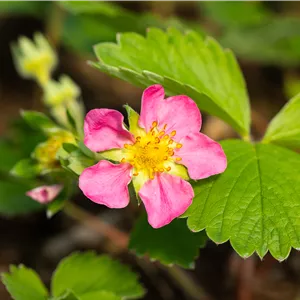 Fragaria 'Pink Panda' CAC