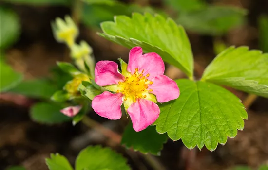 Fragaria 'Pink Panda' CAC Fragaria 'Pink Panda' CAC
