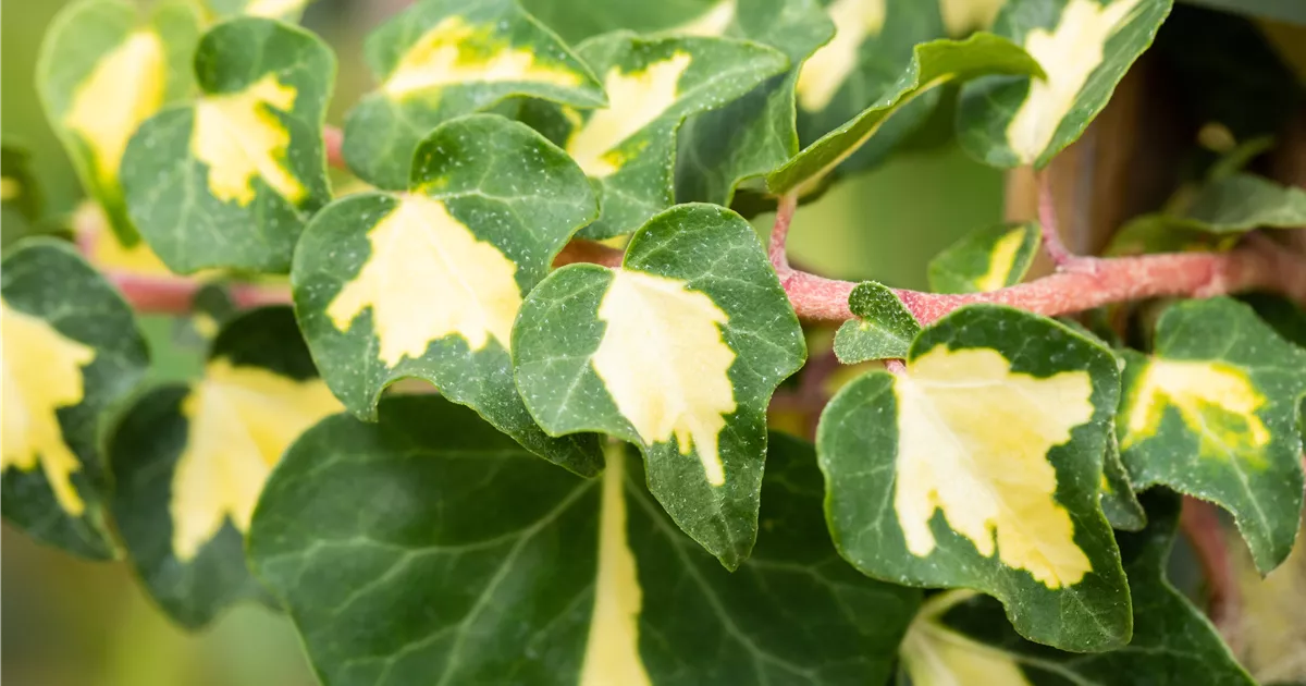 Hedera helix 'Goldheart'
