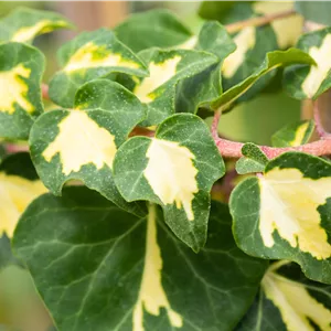 Hedera helix 'Goldheart'