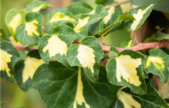 Hedera helix 'Goldheart'