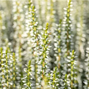 Calluna vulgaris 'Alicia' -S-