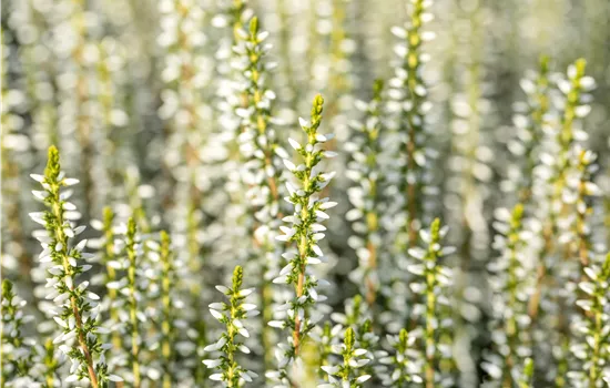 Calluna vulgaris 'Alicia' -S-