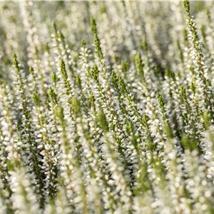 Calluna vulgaris 'Alicia' -S- Calluna vulgaris 'Alicia' -S-