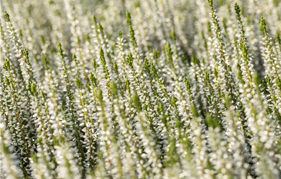 Calluna vulgaris 'Alicia' -S-