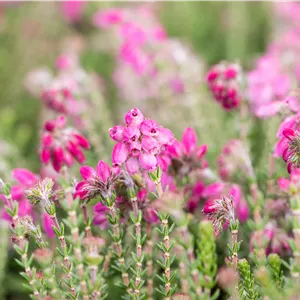 Erica tetralix 'Con Underwood'