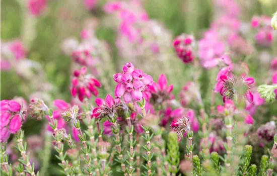 Erica tetralix 'Con Underwood'