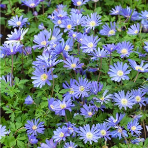 Anemone blanda Anemone blanda