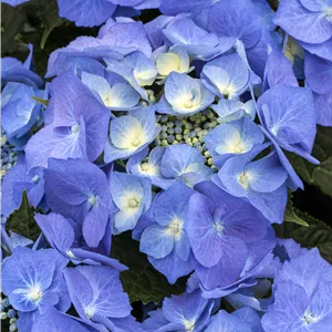 Hydrangea m. 'Blaumeise' Hydrangea m. 'Blaumeise'