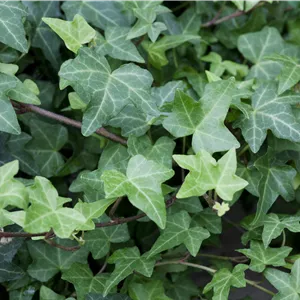 Hedera helix 'Woerner' Hedera helix 'Woerner'